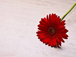 nemmeno con un fiore.jpg